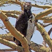 Martial Eagle photo © Michael Plagens