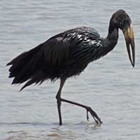 African Openbill Stork in Kenya, © Michael Plagens