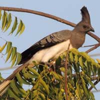 White-bellied Go Away Bird photo © Michael Plagens