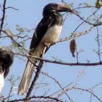 Hemprich's Hornbil, © Michael Plagens