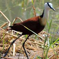 African Jacana photo © Michael Plagens