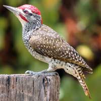 Nubian Woodpecker, Campethera nubica, photo © Michael Plagens