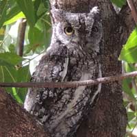 African Scops Owl, © Michael Plagens