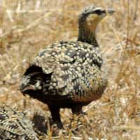 Yellow-throated Sandgrouse photo © Michael Plagens