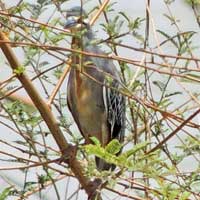 Striated Heron in Kenya, © Michael Plagens