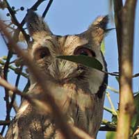 Northern White-faced Scops Owl, © Michael Plagens