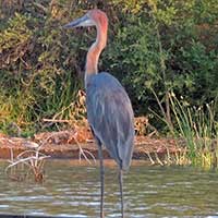 Goliath Heron in Kenya, © Michael Plagens