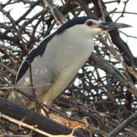 Black-crowned Night-Heron in Kenya, © Michael Plagens