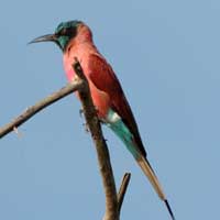 Carmine Bee-Eater © Michael Plagens