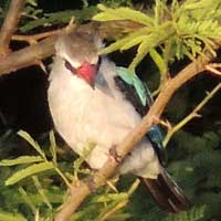 Woodland Kingfisher © Michael Plagens