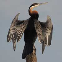 African Darter photo © Michael Plagens