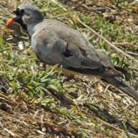 Namaqua Dove photo © Michael Plagens