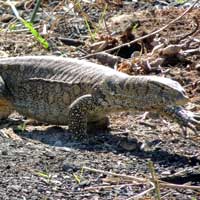 Nile Monitor