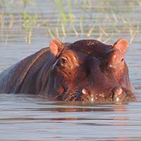 Common Hippopotomus photo © Mike Plagens