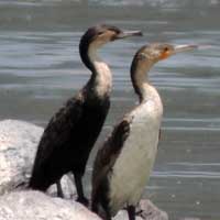 Great Cormorant photo © Michael Plagens