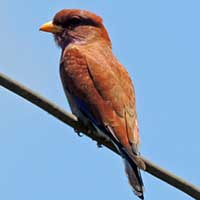 Broad-billed or Cinnamon Roller © Michael Plagens