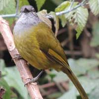 Olive-breasted Greenbul, Arizelocichla nigriceps, © Michael Plagens