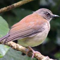 Brown-chested Alethe, Pseudalethe poliocephala, © Michael Plagens