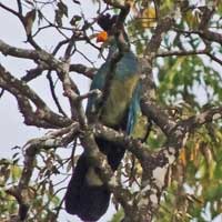 Great Blue Turaco photo © Michael Plagens