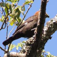 Grosbeak-Weaver, Amblyospiza albifrons, © Michael Plagens