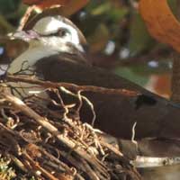 African Mourning Dove photo © Michael Plagens