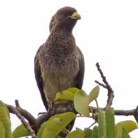 Eastern Plantain-eater photo © Michael Plagens