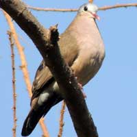 Namaqua Dove photo © Michael Plagens