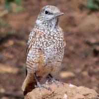 Common or Rufous Tailed Rock Thrush © Michael Plagens