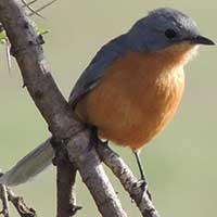 Silverbird, Empidornis semipartitus, photo © Michael Plagens