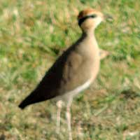 Temminck's Courser photo © Michael Plagens