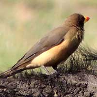 Yellow-billed Oxpecker © Michael Plagens