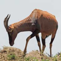 Topi photo © Michael Plagens