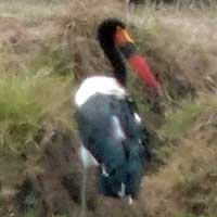 Saddle-billed Stork in Kenya, © Michael Plagens