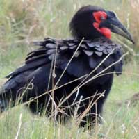 Southern Ground Hornbil, © Michael Plagens