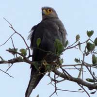 Gray Kestrel, Falco ardosiaceus, photo © Michael Plagens