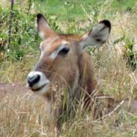 Waterbuck photo © M Plagens