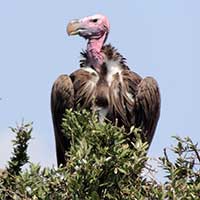 Lappet-faced Vulture photo © Michael Plagens