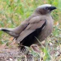 Jackson's Widowbird © Michael Plagens