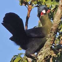 Hartlaub's Turaco photo © Michael Plagens