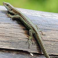 Jackson's Forest Lizard