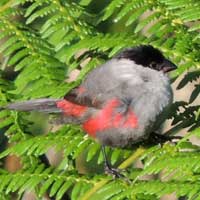 Kandt's Black-headed Waxbill © Michael Plagens