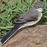 Cape Wagtail, © Michael Plagens