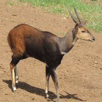 Tragelaphus scriptus photo © M Plagens