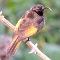 Golden-winged Sunbird © Michael Plagens