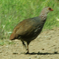 Jackson's Francolin, Pternistis jacksoni, © Michael Plagens