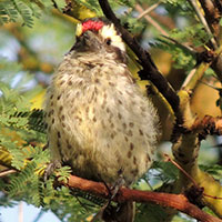 Red-fronted Barbet, photo © Michael Plagens