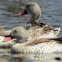 Cape Teal photo © Michael Plagens