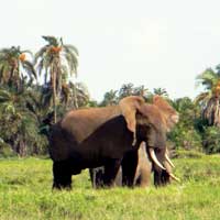 Kakamega Forest is the easternmost segment of the Africas equatorial rainforest. Photo © Michael Plagens