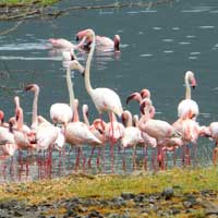 Lake Bogoria is an alkaline lake in a geologically active spot in the Rift Valley. Photo © Michael Plagens