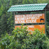 Kakamega Forest is the easternmost segment of the Africas equatorial rainforest. Photo © Michael Plagens